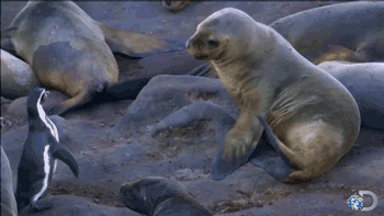 Animated GIF: penguins tiere sea lions.