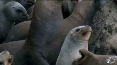 discovery,sea lions,discovery channel,funny,cute,lol,animals,penguins,cute animal