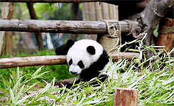 afraid,panda,baby panda,panda bear,animals,animal,scared,running,bear,giant panda,black and white panda
