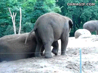 falling,riding,funny,cute,animals,baby,playing,mother,elephant,moving