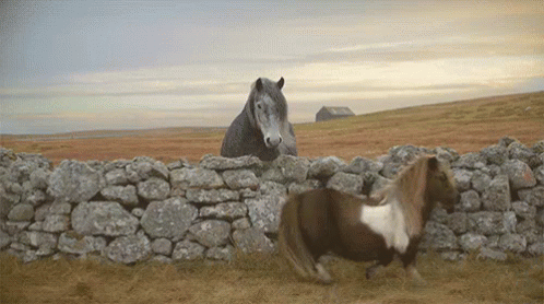 wall,smile,horse,pony