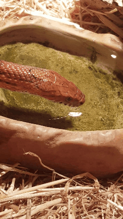 snake,drinking,water
