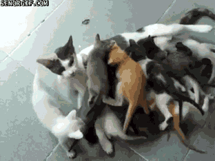 kittens,cat