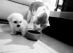 cat,dog,fight,puppy,eating