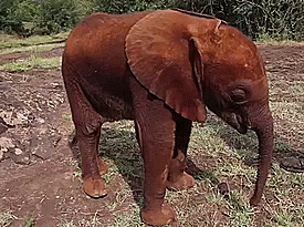 baby,elephant,very
