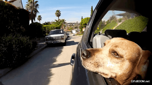 dog,car,dogs in cars