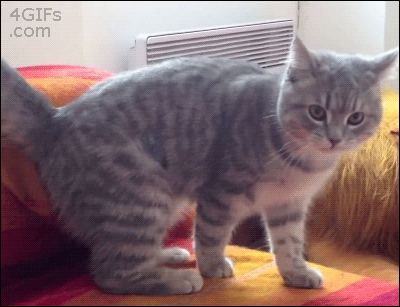 tail,cat,agent m
