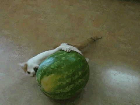 cat,watermelon