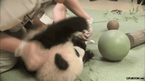 animals,ball,panda