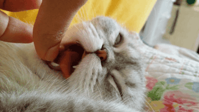 cat,animals,tongue,sleeping