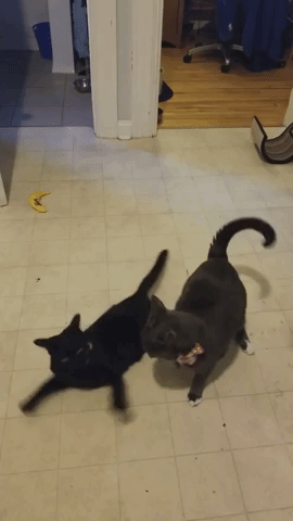 cats fighting,butt bite,cat,bite,cats,cat fight,biting on the butt