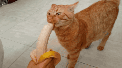 banana,cat