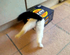 stuck,cat,box