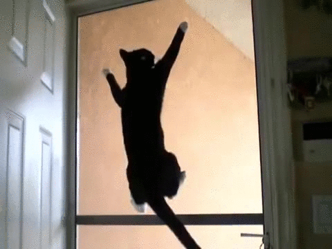 cat,door,screen,problem,pfftt