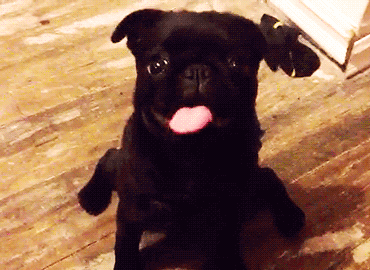 baby animal,dog,adorable,original,black pug,baby animal tongue,baby animal tongues,puppy tongue