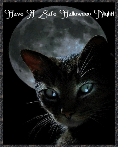 halloween,black,cat