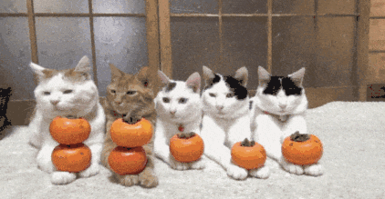 pumpkin,cat,cats