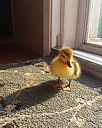 duck,baby,window