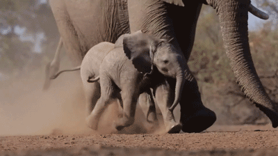elephant,happy,baby