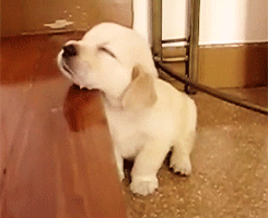 dog,sleepy,stairs