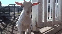 fainting,goats,confused,goat,taxes,can not deal