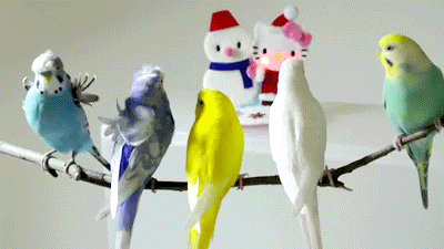 birds,party