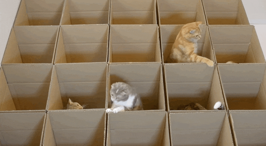 cats,kittens,cute cats,cute kittens,cat