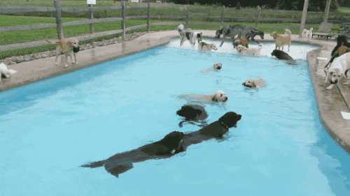 dog,animals,party,pool