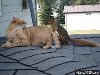 squirrel,animal friendship,cat,friends