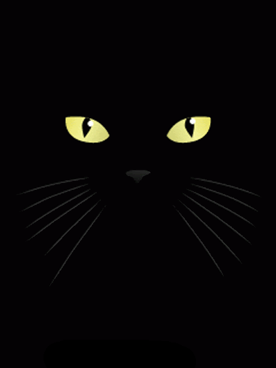 black,sweet,cat,kitty