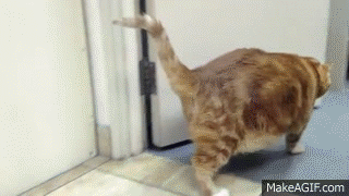 Fat Mexican Pussy Gif