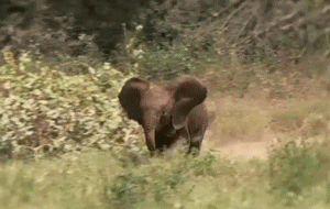 baby,day,way,elephant