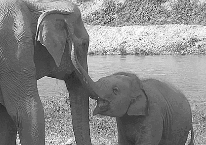 Elephant baby elephant GIF.