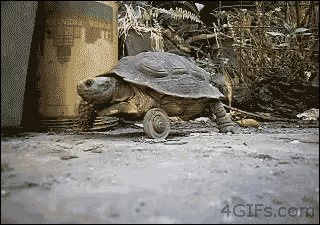 turtle,animals