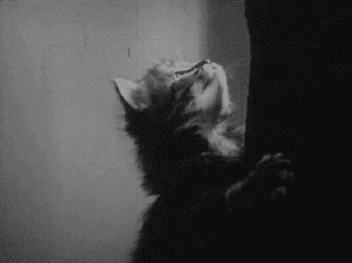 cat,film,black and white,vintage