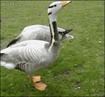 happy,goose,tap dancing,breadcrumbs,aww yiss,animals,excited,duck,feet
