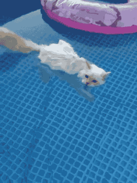 pool,cat,animals