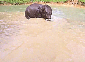 elephant,baby,bath
