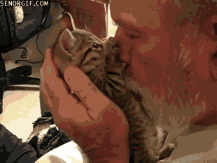kiss,funny,cute,kittens
