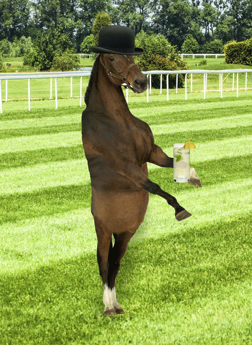 Лошадь пьет чай. Прикольный конь. Танцующий конь. Смешные лошадки.
