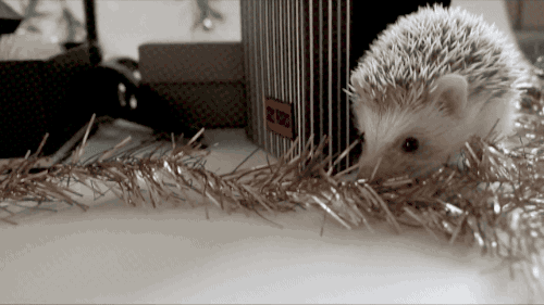 animals,christmas,hedgehog