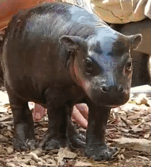 hippo,baby,today