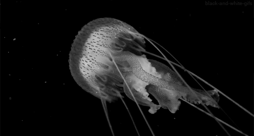 black and white,jellyfish,animals
