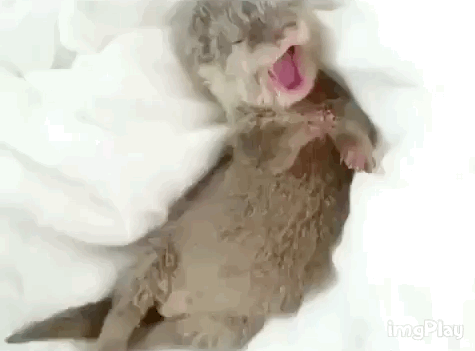 sleepy,eyebleach,otter,tummy