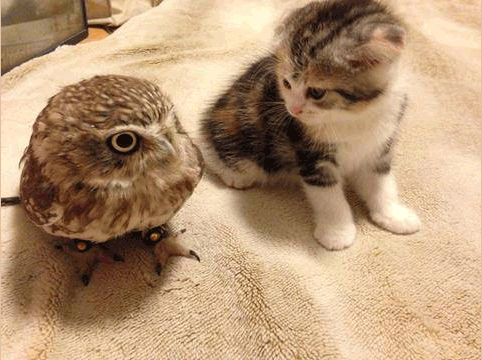 cuddles,owl,baby