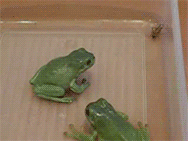 fighting,frog