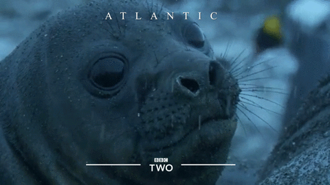 bbc two,bbc,ocean,aww,seal,atlantic,bbc2