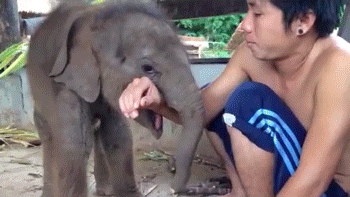 elephant,baby