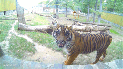 GIF sumatran tiger zoo animals - animated GIF on GIFER - by - EroFound