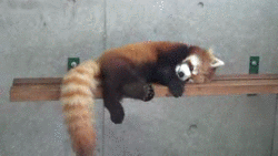 red panda,sleepy,tired,lazy